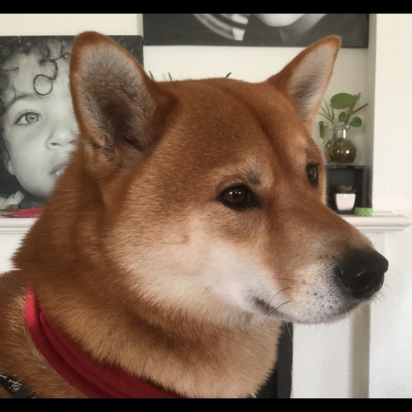 Poshmark profile picture for @goulash